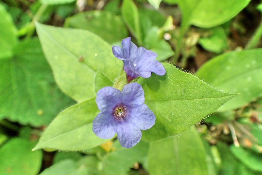 Boraginaceae:  cfr. Pulmonaria hirta